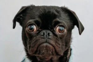 Insider Threat Pug