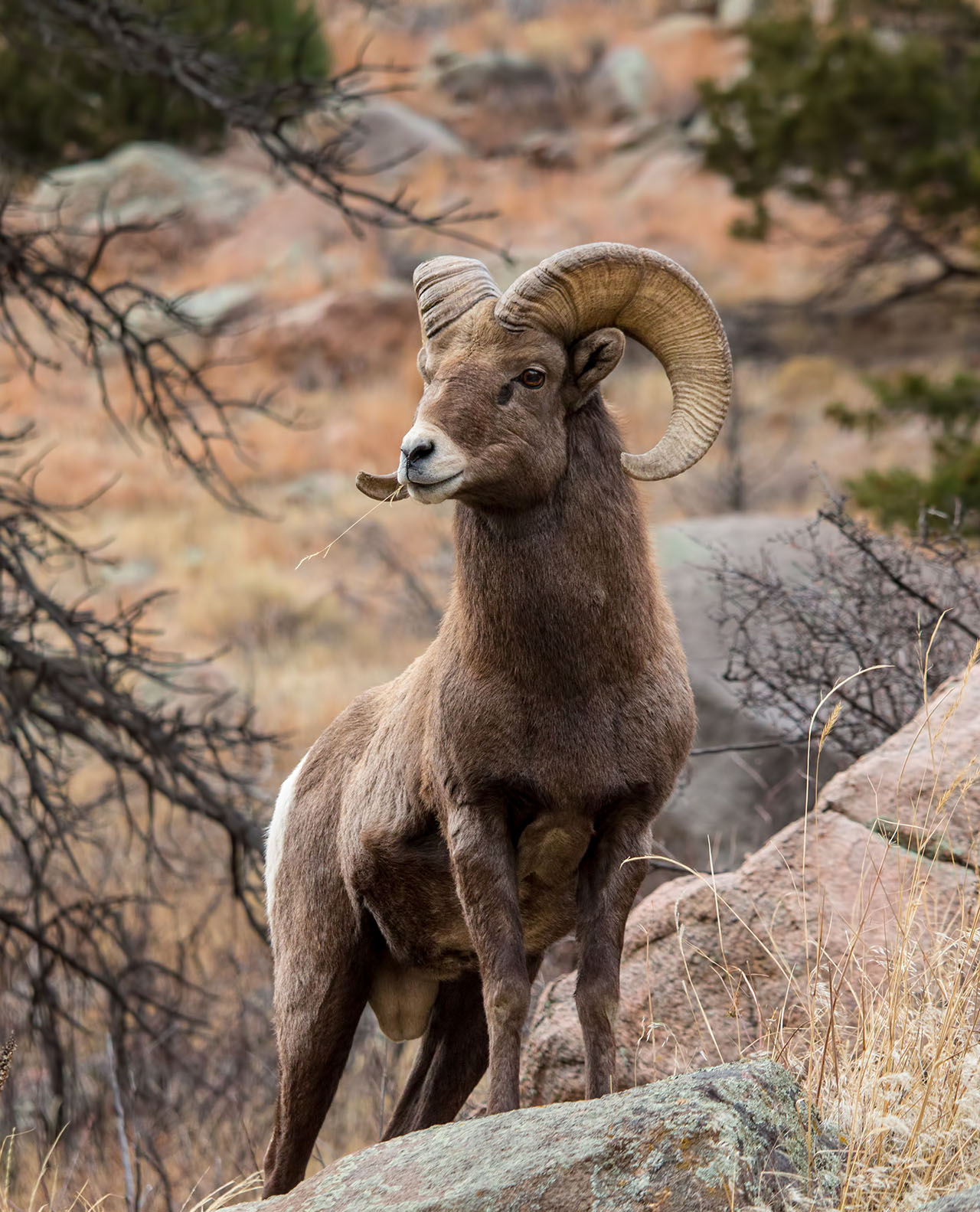 Colorado-Big-Horn-Sheep