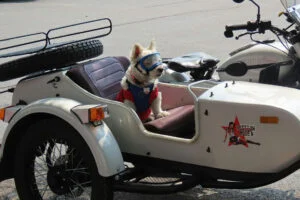 Dog in side car